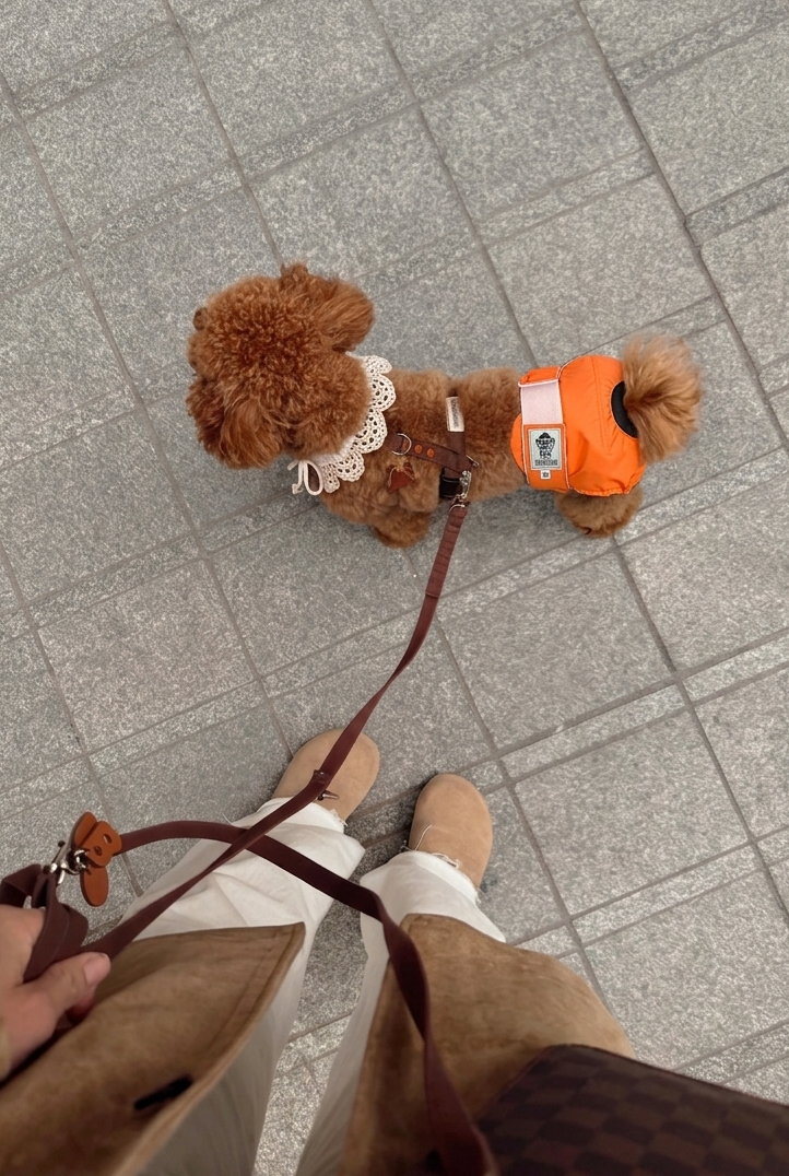 Petoria Reusable Full Dog Diaper ⭐