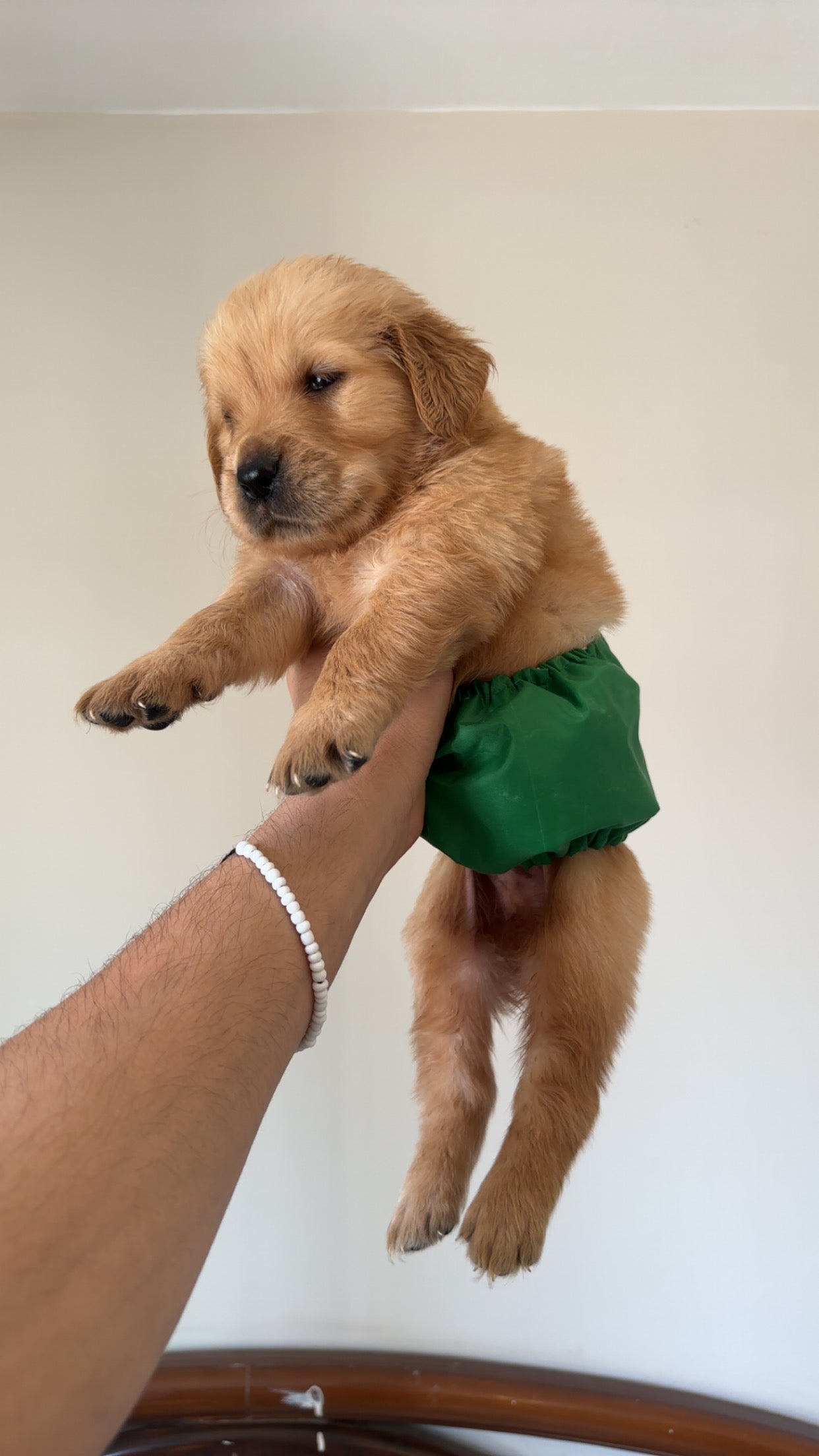 Petoria male reuseable diaper